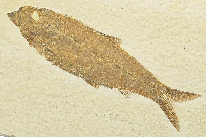 Detailed Fossil Fish (Knightia) - Wyoming #247363